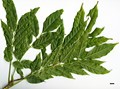 SpeciesSub: var. macrostachya